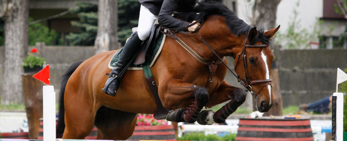 Medikationskontrollen bei Pferden jumping horse